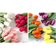 thumbnail image 3 of Xiao Hua 6 tulipanes artificiales, flores falsas, flores artificiales para decoración de bodas., 3 of 5