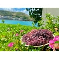 thumbnail image 2 of Dried purple sea moss | ocean harvested and sun-dried in the remote Grenadine Islands, 2 of 6