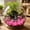 Hot Pink-A/A, variant on Glow In The Dark Sea Shells Starfish Luminous Figurines Fish Tank Garden Vase Filler Pink