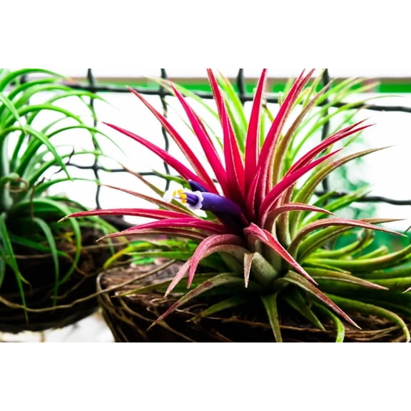 10 Shy Plant Seeds for Planting - Tillandsia Ionantha, Bromeliad Seeds