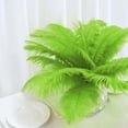 thumbnail image 2 of Efavormart 12PCS 13"-15" Fabulous Natural Ostrich Feathers Plume for Wedding Centerpieces Home Decoration - Green, 2 of 10