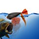 thumbnail image 1 of Cebo Alimentador Carpas Flotador Lure Soporte Herramienta Alimentación Pesca (L), 1 of 9