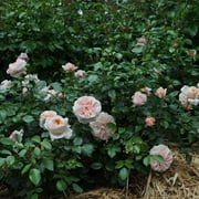 Heirloom Roses Veranda® Cream™ Floribunda Rose Bush, Own-Root, Repeat Blooming, Hardy