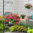 thumbnail image 4 of Expert Gardener 1.5gal Red Vinca Live Annual Plant Hanging Basket Sun, 4 of 5