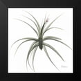 thumbnail image 2 of Koetsier, Albert 12x12 Black Modern Framed Museum Art Print Titled - ZeroEntropyTillandsiaR51, 2 of 5