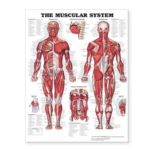 Pre-Owned The Muscular System Giant Chart (Other)