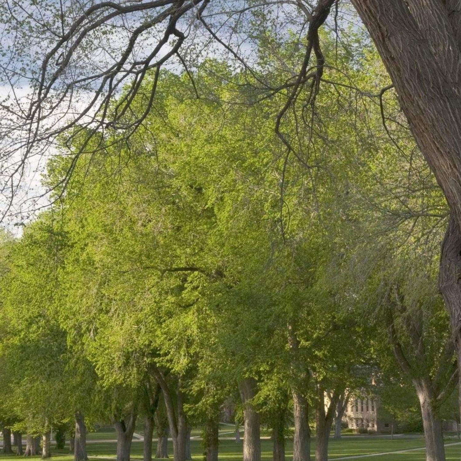 Expert Gardener 1-2' Elm Princeton Live Tree in 1 gal. Grower Pot