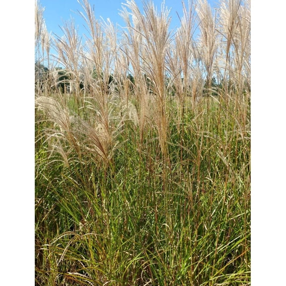 Graziella Maiden Grass - 3 bareroot plants