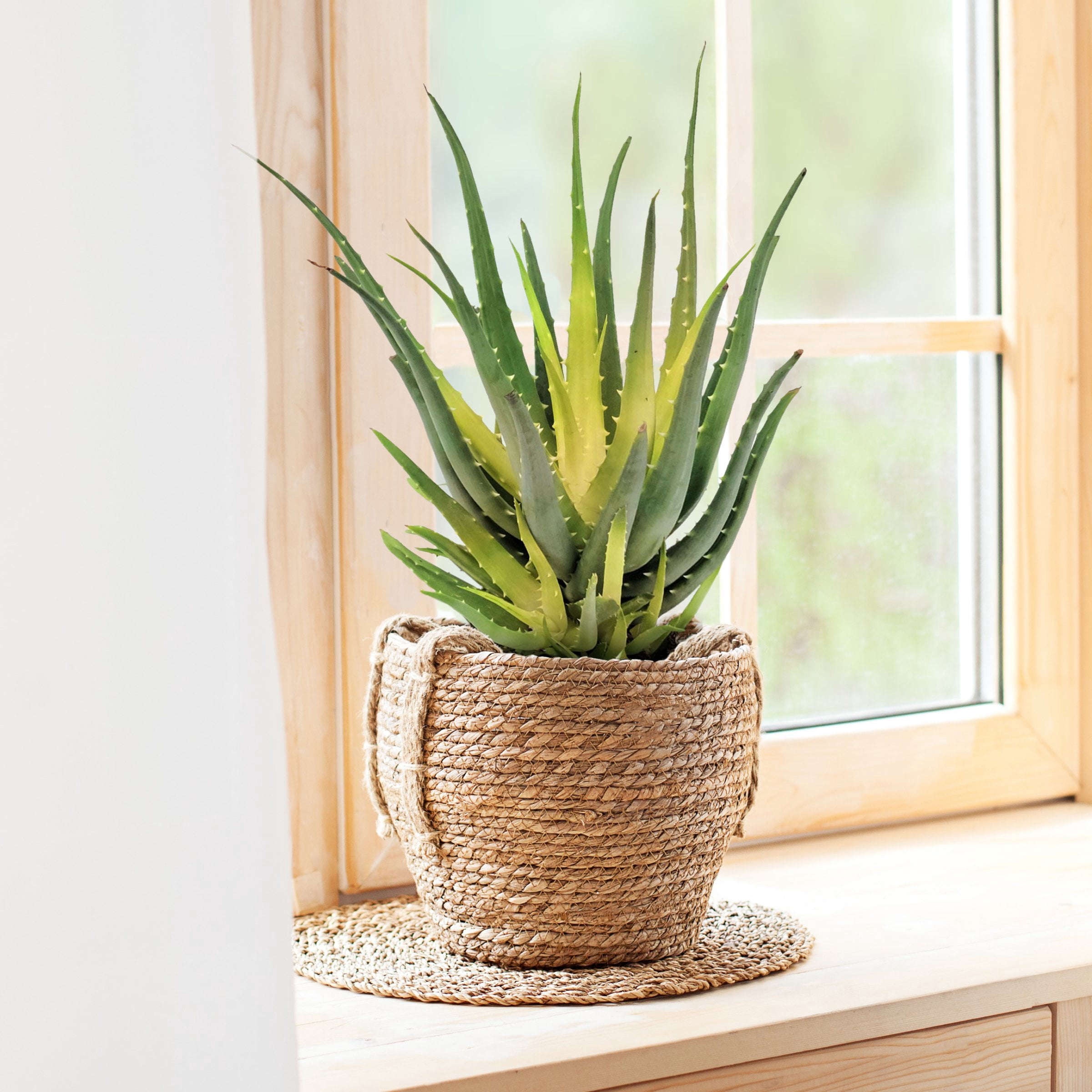4 in. Aloe Solar Flare Plant in Grower Container (3-Pack)