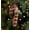 A, variant on NWOKYZGH Farmhouse Christmas Burlap Candy Cane Christmas Tree Hanging Ornaments Decoration