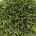 thumbnail image 5 of My Texas House 21" Artificial Evergreen Cyprus Ball, 5 of 8