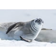 thumbnail image 2 of Posterazzi DPI12303585LARGE Crabeater Seal Lobodon Carcinophaga On Ice Looking At Camera - Antarctica Poster Print by Nick Dale, 36 x 24 - Large, 2 of 4