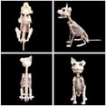 thumbnail image 3 of Halloween Skeleton Dog Prop Animal Bones Party Shop Decoration Horror, 3 of 3