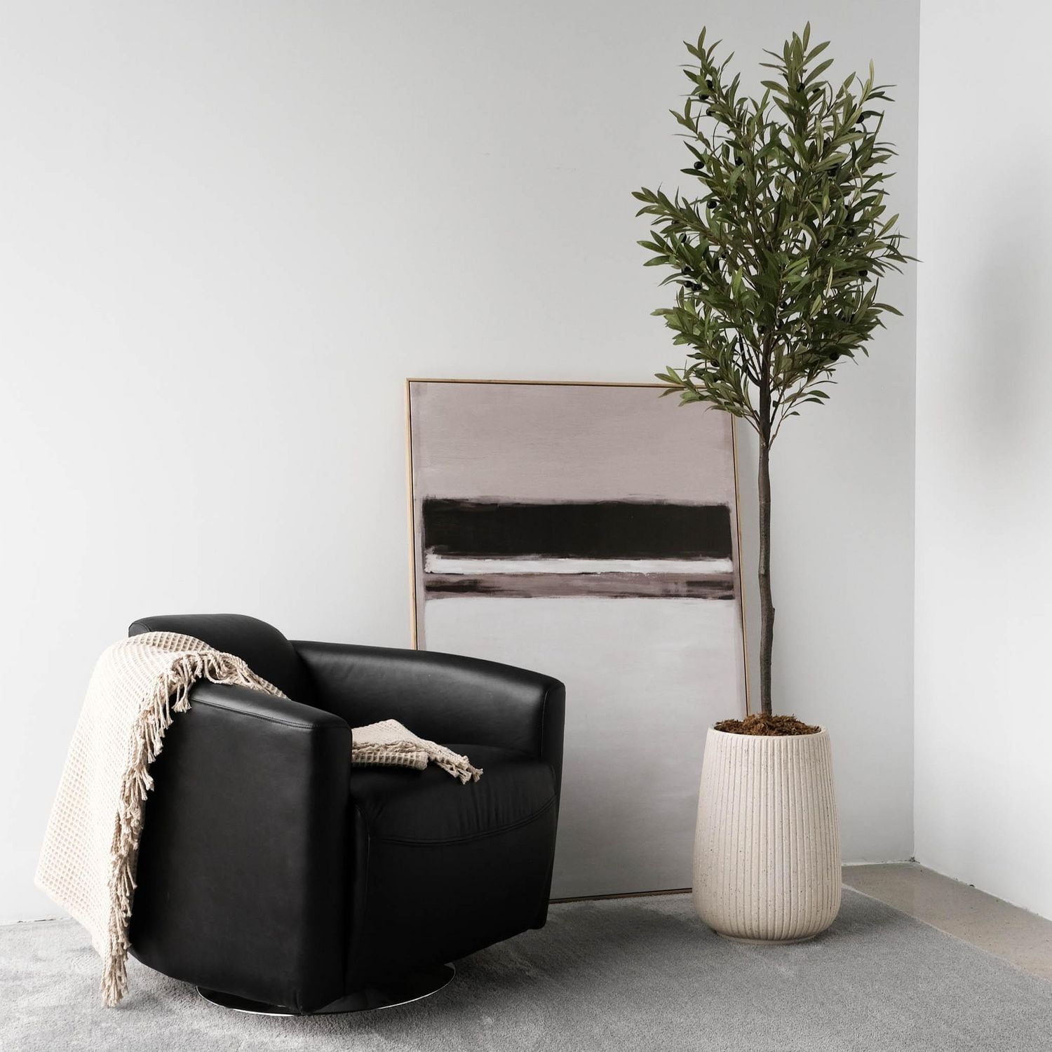 Potted Kalama Olive Tree