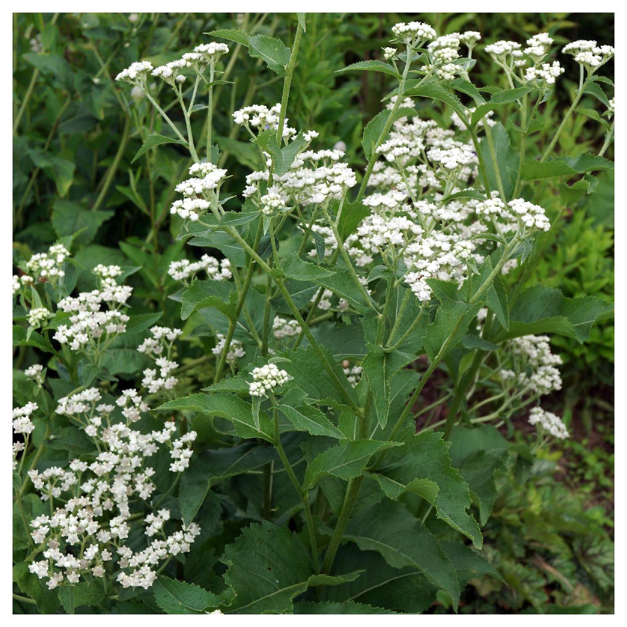 Everwilde Farms - 1 lb Wild Quinine Native Wildflower Seeds - Gold Vault Bulk Seed Packet