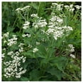 thumbnail image 5 of Everwilde Farms - 200 Wild Quinine Native Wildflower Seeds - Gold Vault Jumbo Bulk Seed Packet, 5 of 5