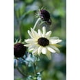 thumbnail image 4 of 25 ITALIAN WHITE SUNFLOWER Helianthus Debilis Flower Seeds, 4 of 6