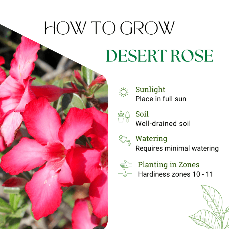 Red Desert Rose Plant Live, Adenium Obesum Desert Rose, 4-8 Inc Tall, Perennia and Hardy Succulent for Indoor and Outdoor Planting