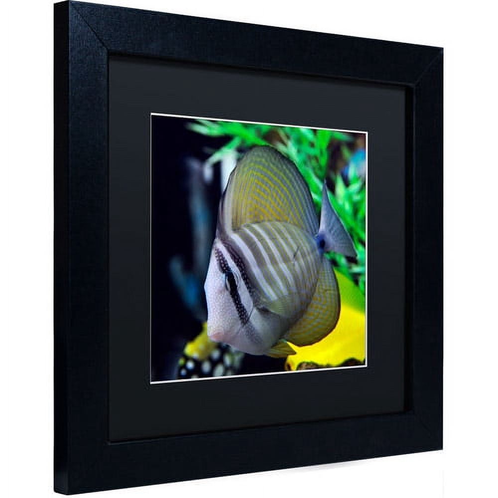 Trademark Fine Art "Tropical Fish 2" Canvas Art by Kurt Shaffer, Black Matte, Black Frame