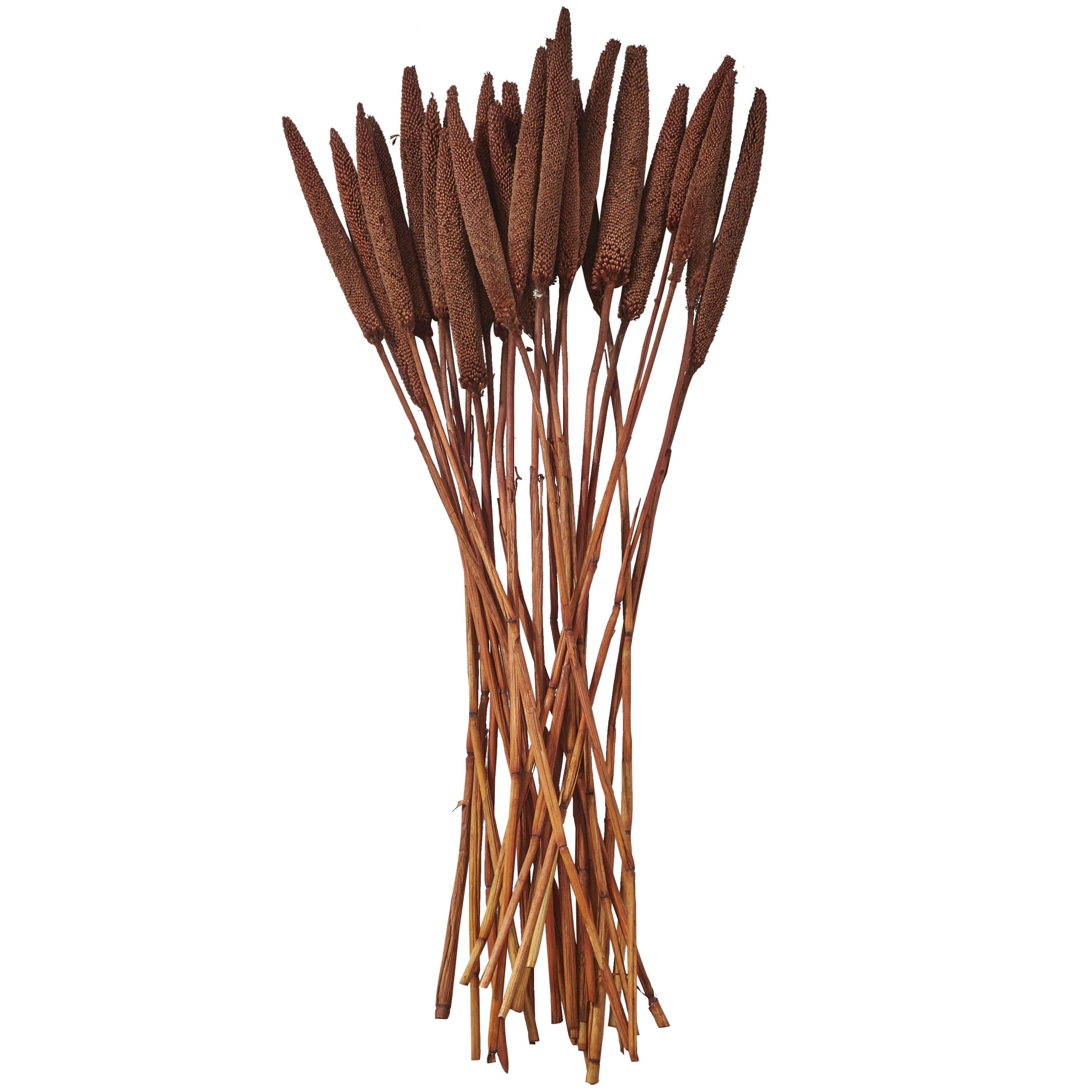 20" Dried Plant Natural Foliage Bunny Tail Bouquet with Long Stems, by DecMode