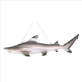 thumbnail image 2 of Design Toscano Blacktip Shark Ceiling Mount Trophy Sculpture, 2 of 5