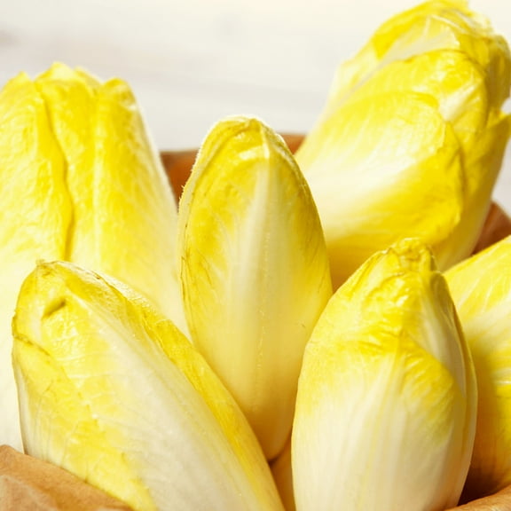 TomorrowSeeds - Belgian Endive (Witloof Chicory) Seeds - 1000  Count - For 2026 Planting Pale Yellow