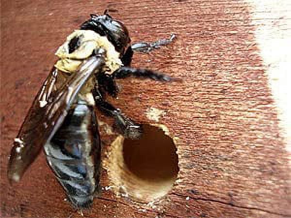 Uncle Dunkels All-Natural Carpenter Bee Trap Lure; 2 Fluid Ounces Pollinator Bee Attractant