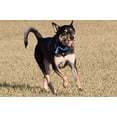 thumbnail image 1 of ¡Tíralo! Toy de perro ultra tirón, grande Chuckit! Chuckit!, 1 of 6