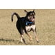 thumbnail image 1 of ¡Tíralo! Toy de perro ultra tirón, grande Chuckit! Chuckit!, 1 of 6