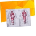 thumbnail image 3 of r Diagrama De Anatomía Muscular Cartel De Esqueleto Humano Ideal Para Estudio (44x33cm), 3 of 5