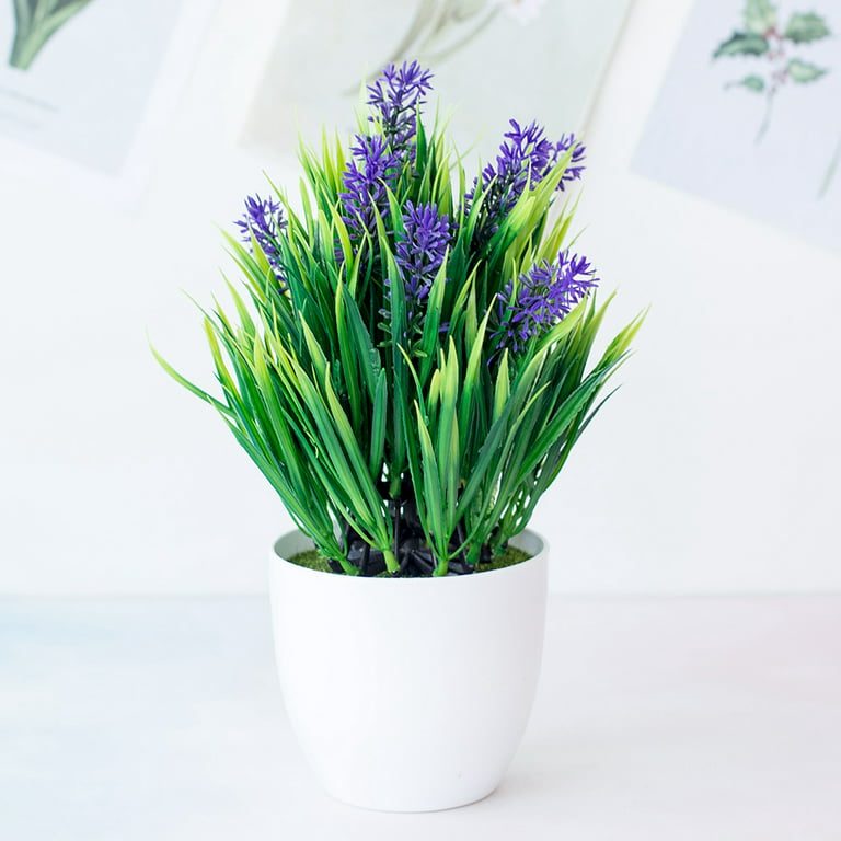 Growing Lavender Indoors - Lavender in Pot - Lavender Indoors.  Potted  lavender, Growing lavender indoors, Lavender potted plant