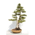 thumbnail image 2 of SEEDS = = =Giant Sequoia Tree -10 Seeds -Sequoiadendron giganteum -Giant Ancient Tree -Grow as Bonsai or Standard -Seed Pack= Serendipity Seeds, 2 of 4