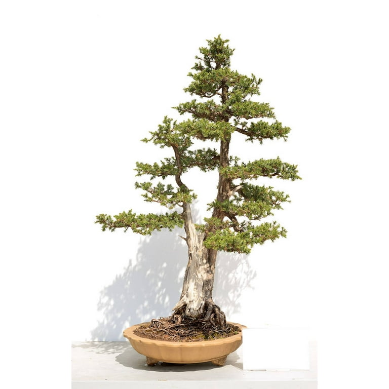 SEEDS = = =Giant Sequoia Tree -10 Seeds -Sequoiadendron giganteum -Giant  Ancient Tree -Grow as Bonsai or Standard -Seed Pack= Serendipity Seeds -  Walmart.com