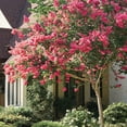 thumbnail image 4 of Expert Gardener 3-4 ft tall Miami Crape Myrtle Live Tree in 7-Gallon Grower Pot, 4 of 6