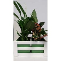 4" Peace Lily and 4" Croton Garden Basket in Green and White Fence Gift Basket