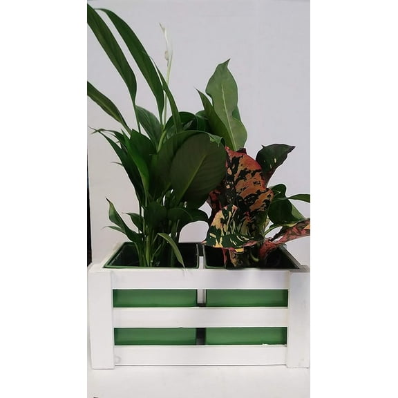 4" Peace Lily and 4" Croton Garden Basket in Green and White Fence Gift Basket