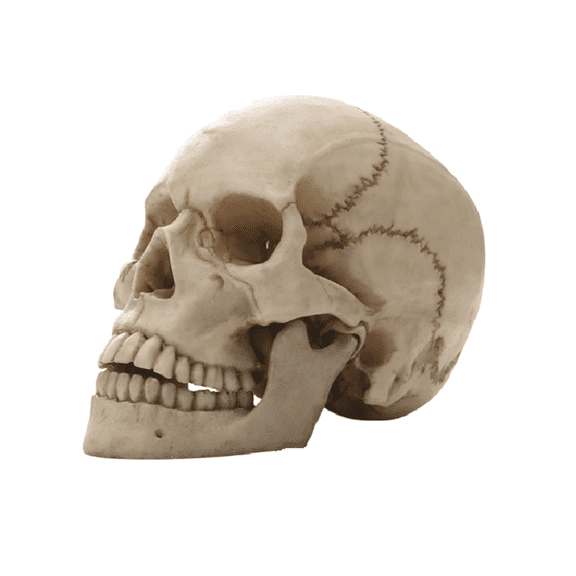 Human Head Skull Statue for Home Decor Resin Figurines Halloween Decor Sculpture Medical Teaching Sketch Model Crafts