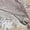 Silver, variant on Maje womens Paneli Pant, T34, Silver
