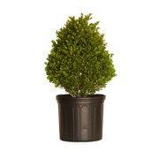 FLOWERWOOD Pyramid-Shaped Compacta Japanese Holly (2.5 Gallon) Compact Evergreen Shrub - Full Sun Live Outdoor Plant