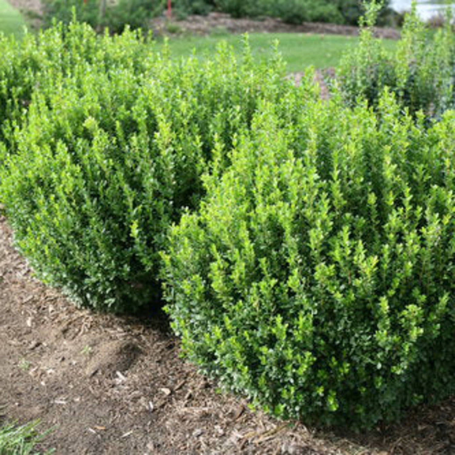 Proven Winners ColorChoice 6" Sprinter Boxwood Live Plant in 7.5" Pot