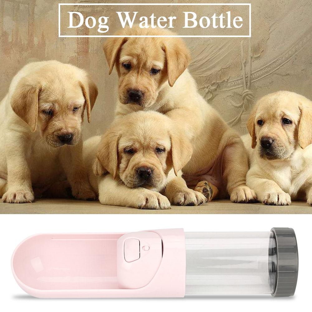 dog drinking bottled water dispenser