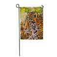 thumbnail image 1 of LADDKE Xcaret Jaguar Panthera Onca Cat Jungle Big Mexico Park Garden Flag Decorative Flag House Banner 12x18 inch, 1 of 1