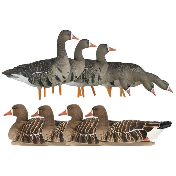 Avian X AXP Specklebellly Geese with Topflight Realistic Goose Decoy Sets