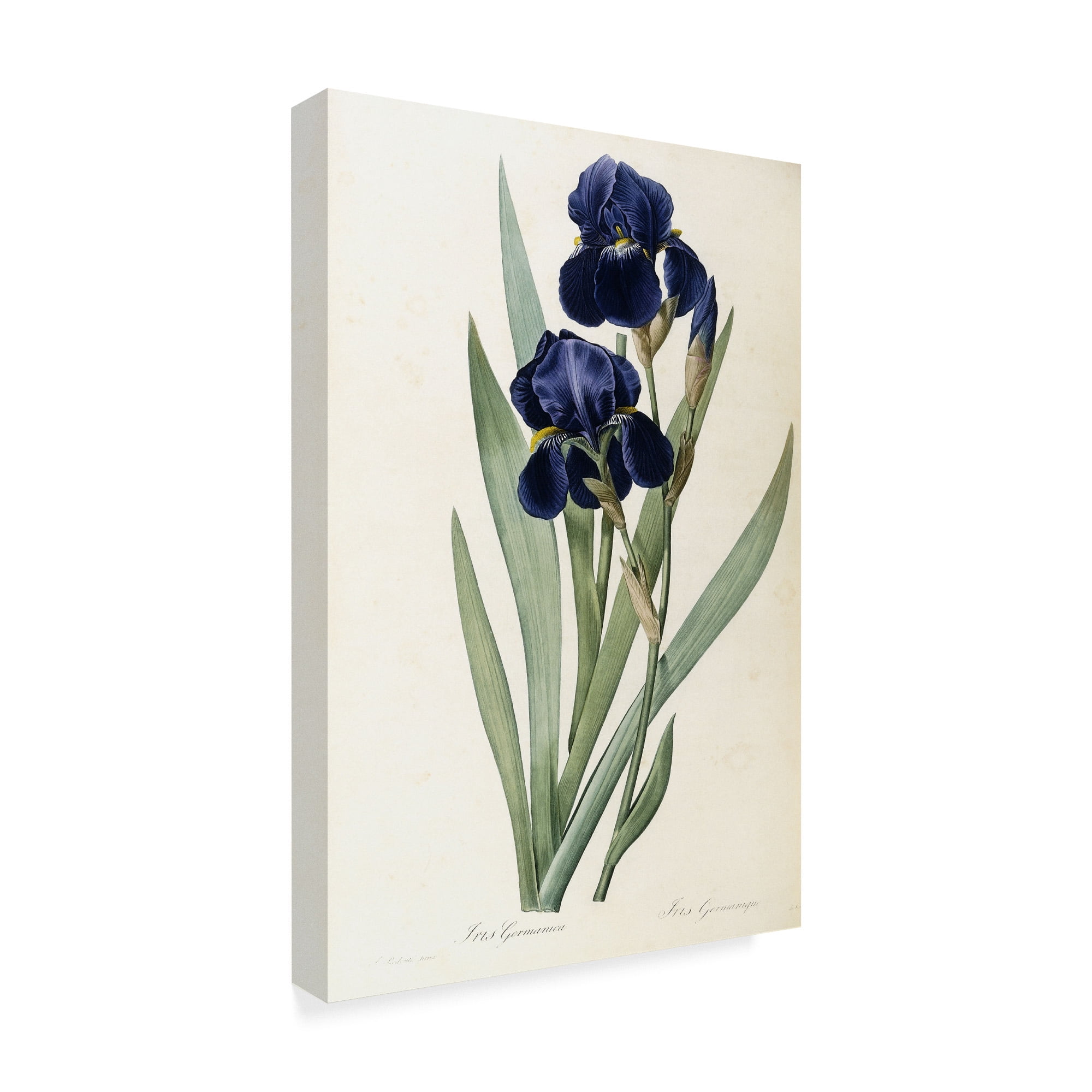 Trademark Fine Art 'Iris Germanica German Iris' Canvas Art by Pierre-Joseph Redoute