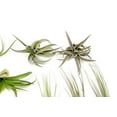 thumbnail image 3 of Pack of Classic Air Plants Variety - Live Succulent House Plants - Available in Wholesale and Bulk - Home and Garden Decor - Easy Care Indoor and Outdoor Plants (Pack of 12), 3 of 12