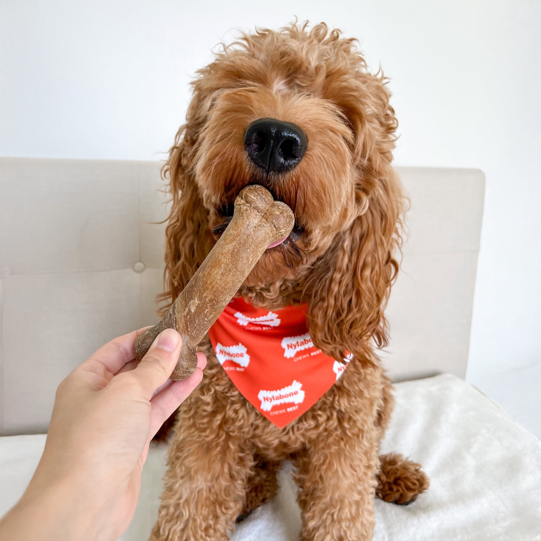 Nylabone Healthy Edibles Natural Dog Treats, Long Lasting Dog Bones, Bacon Flavor Dog Treats, For Medium Dogs (12 Count)