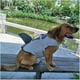 thumbnail image 3 of Durable perro mascota chaleco traje de baño chaleco de flotación de Silver_S Sunnimix chaleco salvavidas, 3 of 7