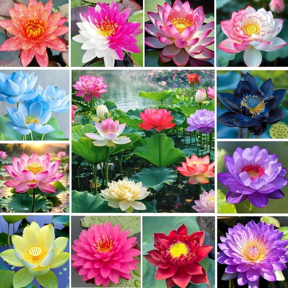 HIGHGW 30+ Mixed Lotus Flower Seeds for Planting-Multi-Color Aquatic Water Lily Seeds for Ponds, Water Gardens, and Indoor Bowls-Perennial Flowering Aquatic Plants