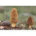 Seeds4planting - Spores Morel MMF7 Mushrooms Mycelium Spawn Substrate ...