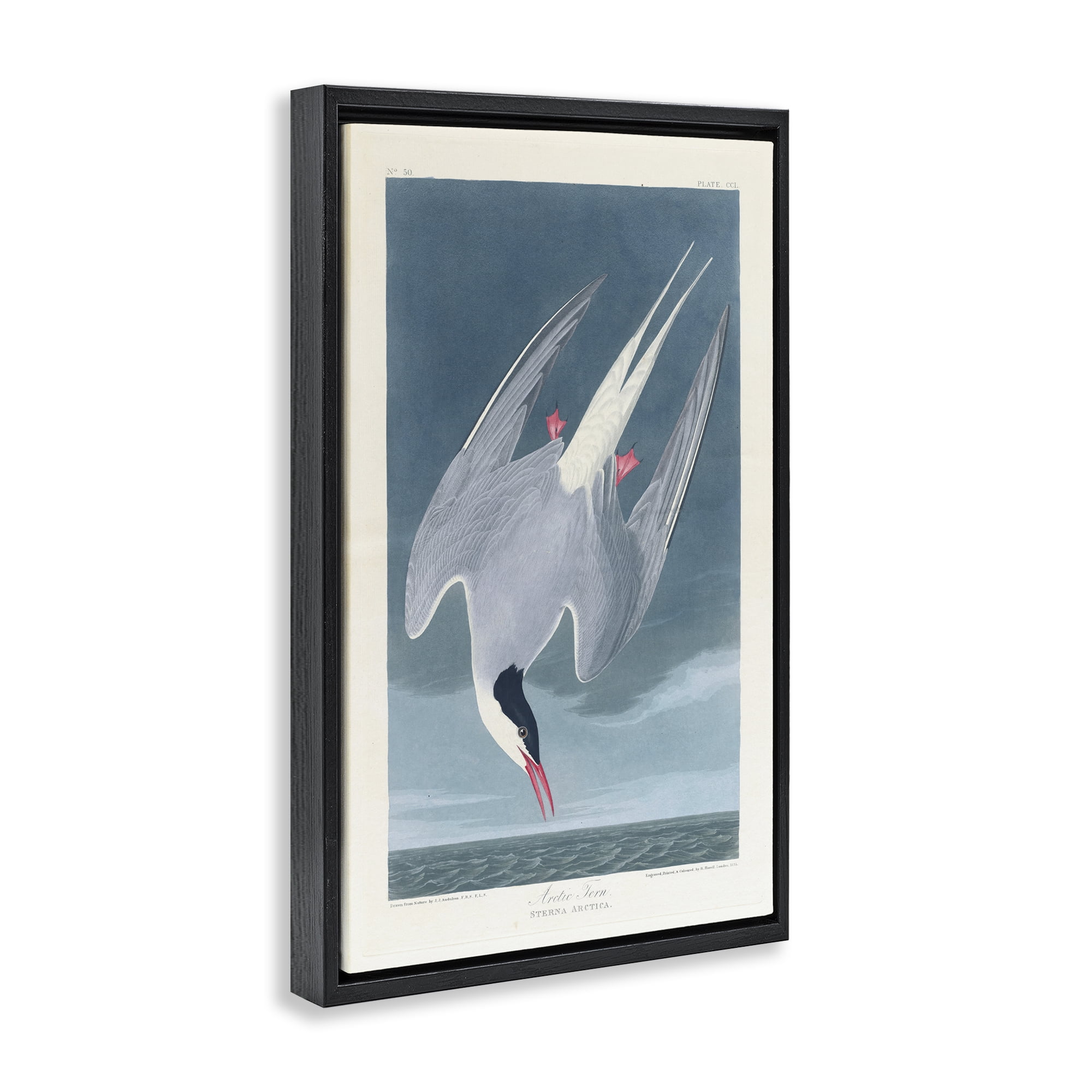 Stupell Industries Classic Arctic Tern Bird Animals Painting Black Floater Framed Canvas Art Print Wall Art, 17 x 25